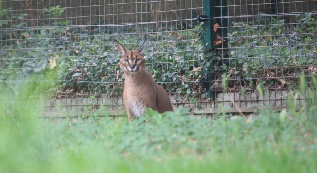 Le caracal du Refuge de l'Arche