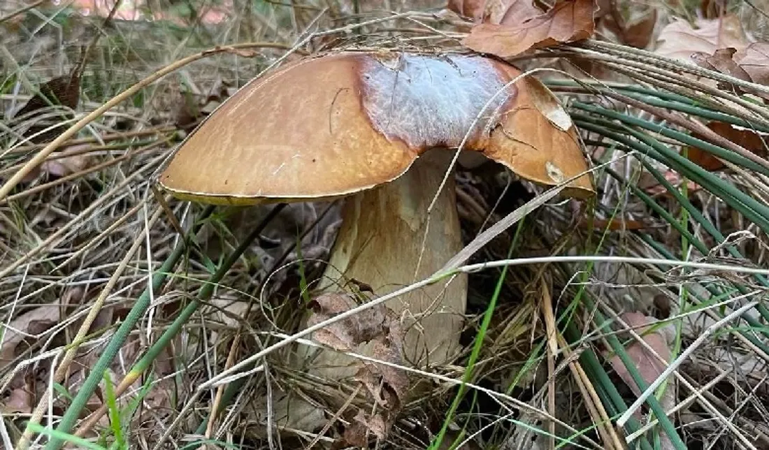Un joli champignon