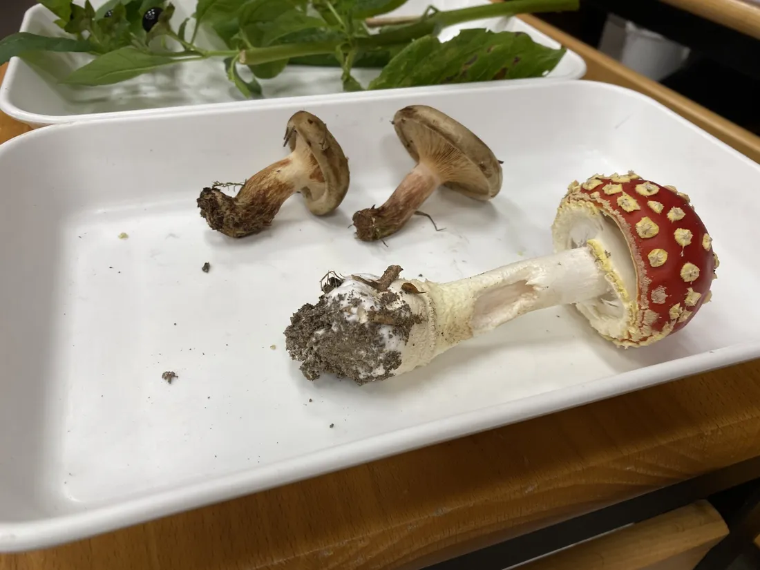 Champignon