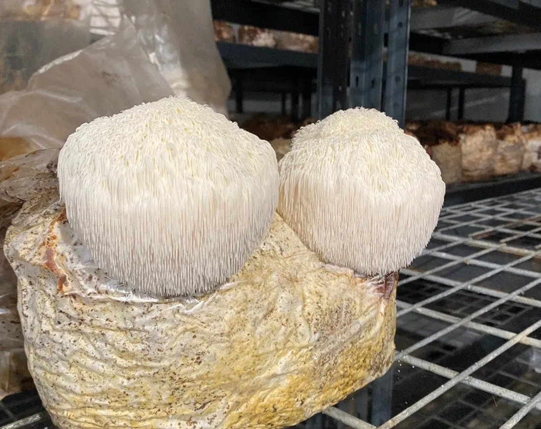 Champignon médicinal