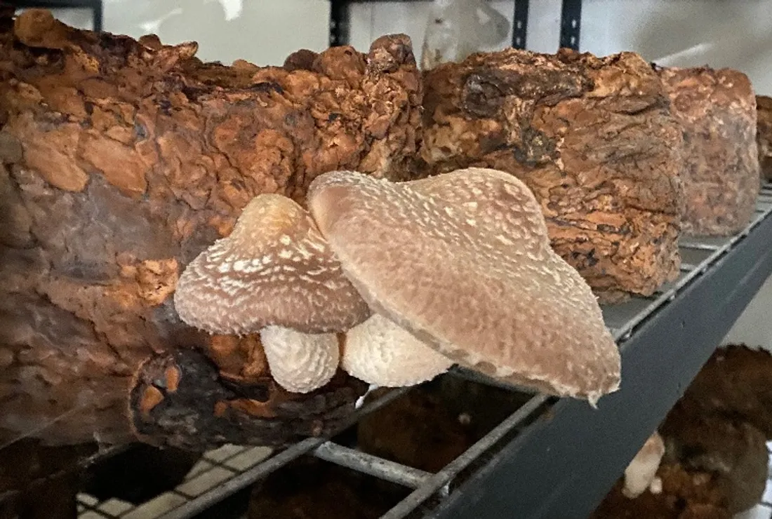 Champignon médicinal