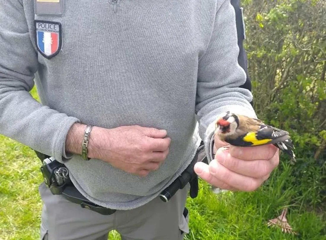 Un chardonneret élégant