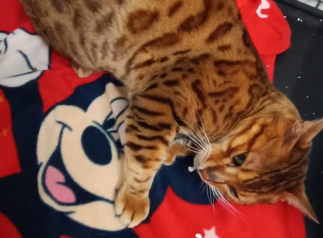 De retour au bercail après plus de deux ans