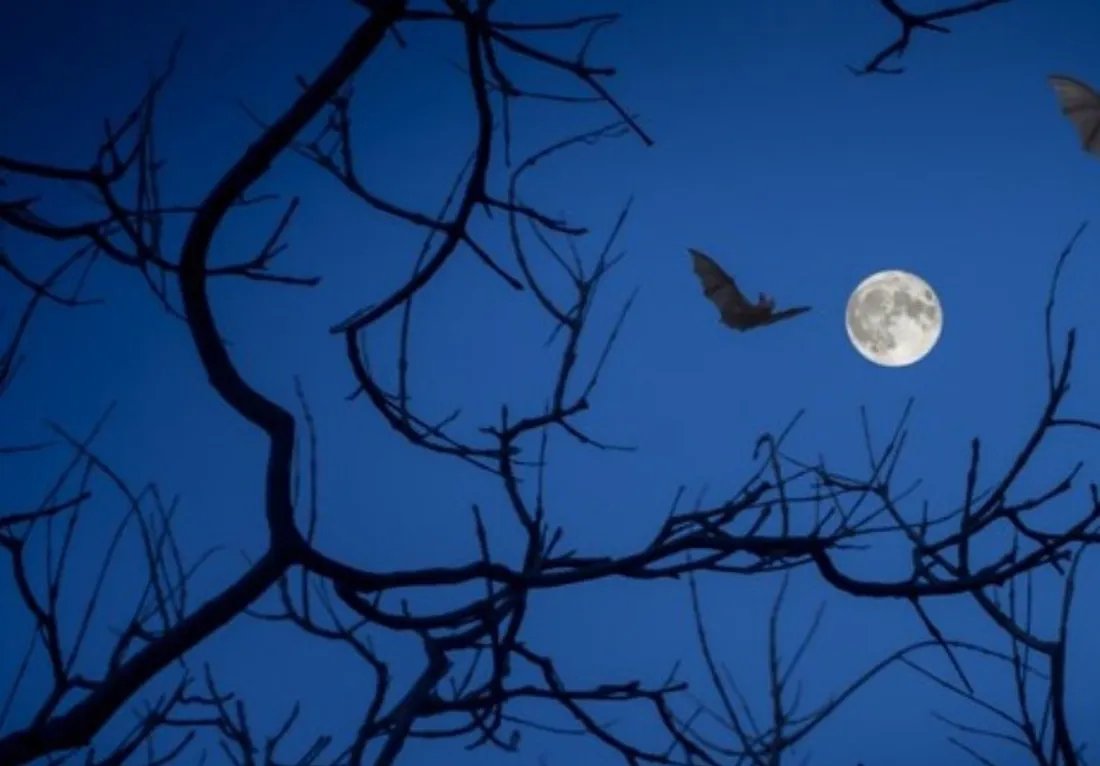 Chauve-souris