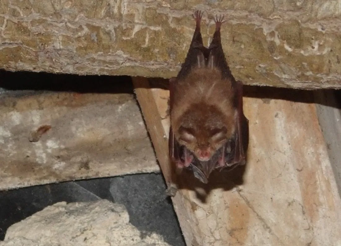 Chauve-souris