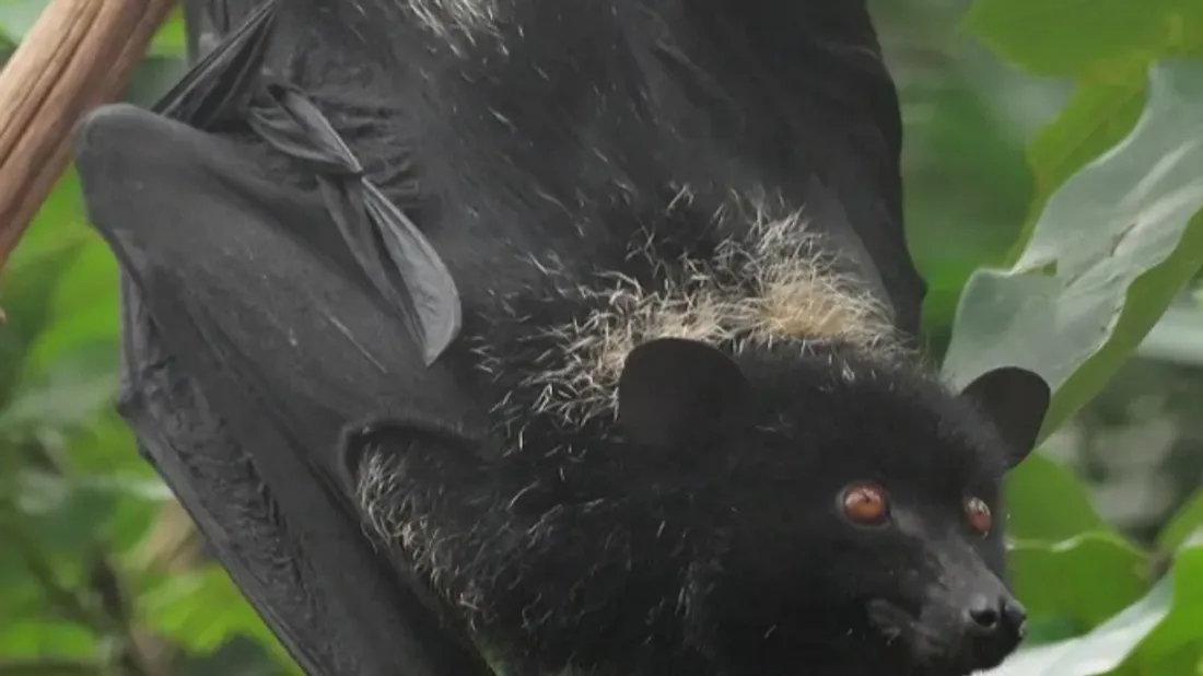 Naissance exceptionnelle au sein du parc zoologique "Biotropica"