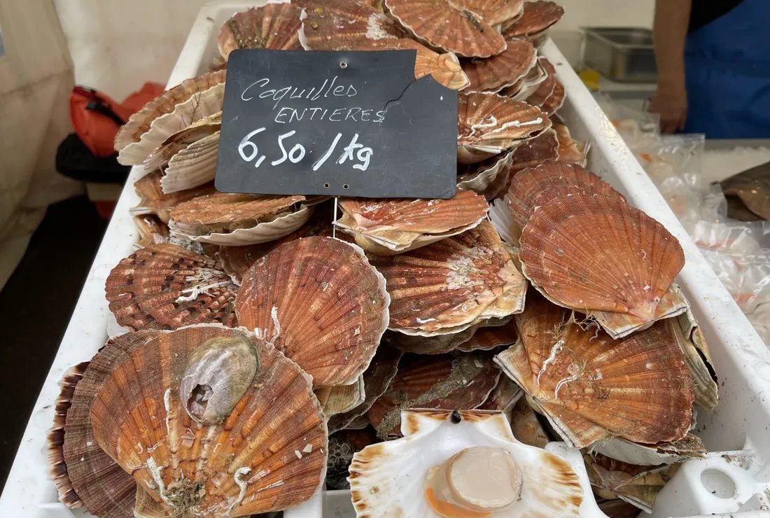 Coquille Saint-Jacques