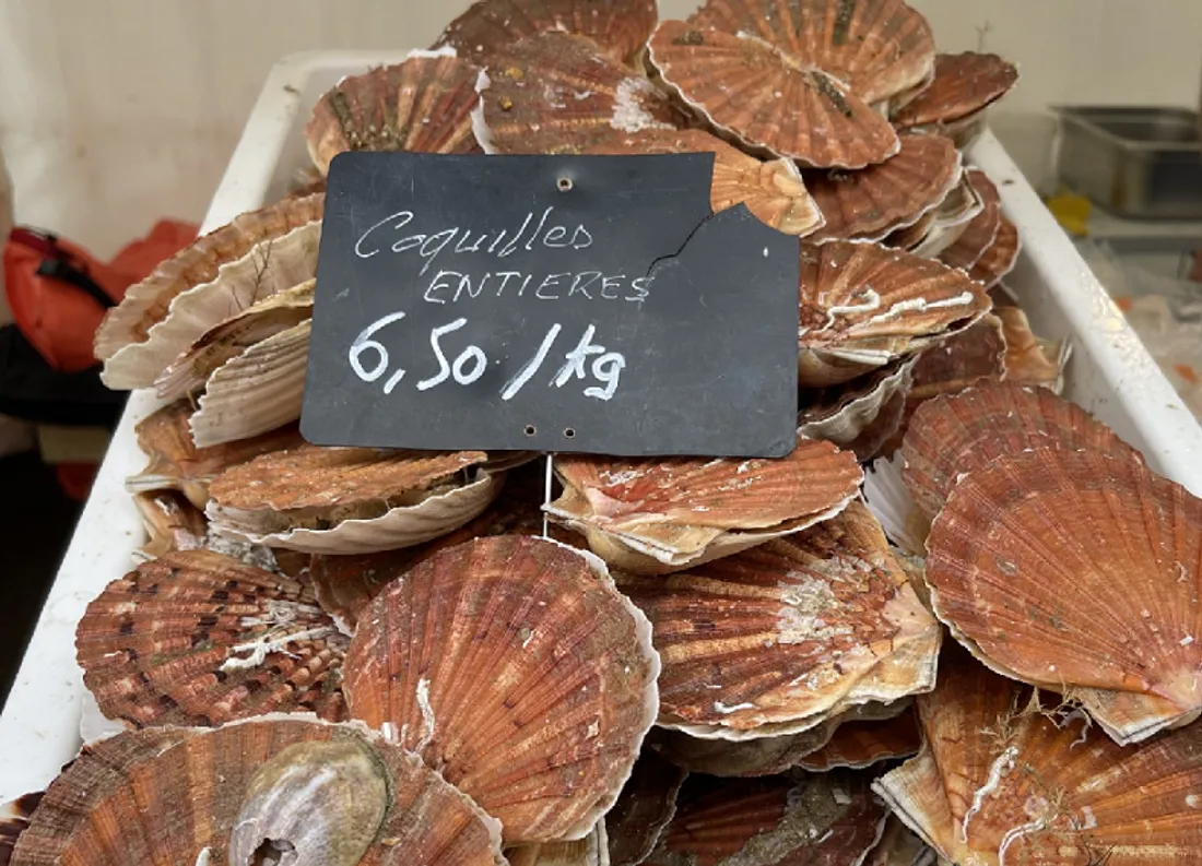 Coquilles Saint-Jacques