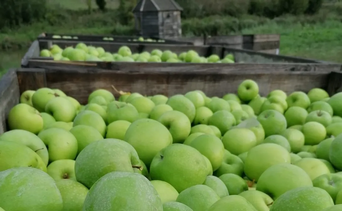 Miam, les bonnes pommes