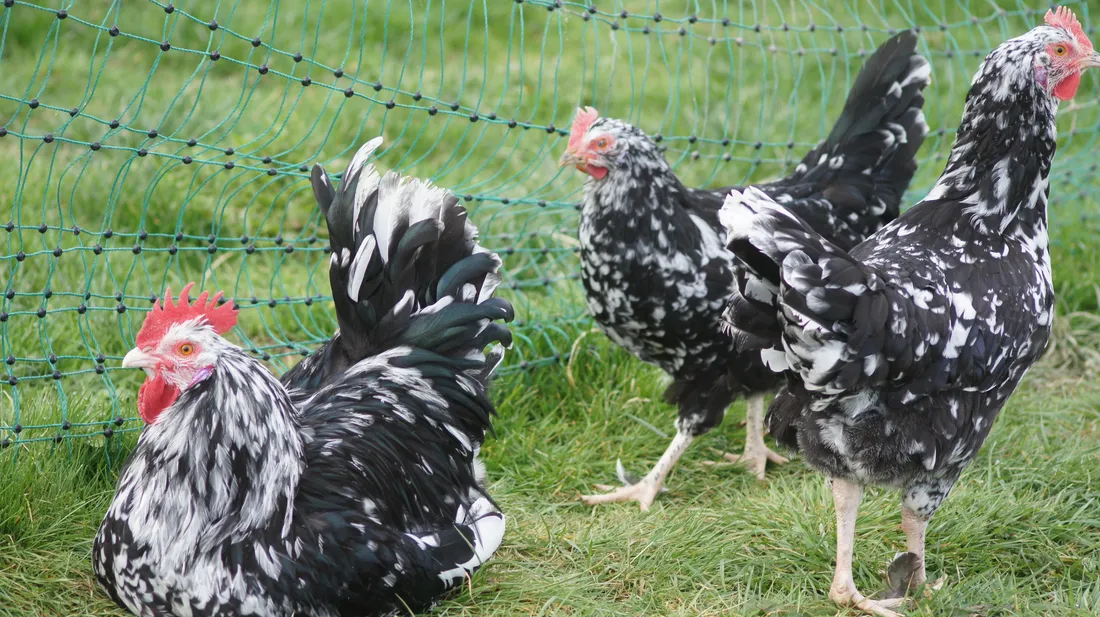 Les volailles en extérieur