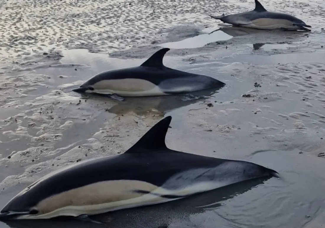 Dauphins échoués