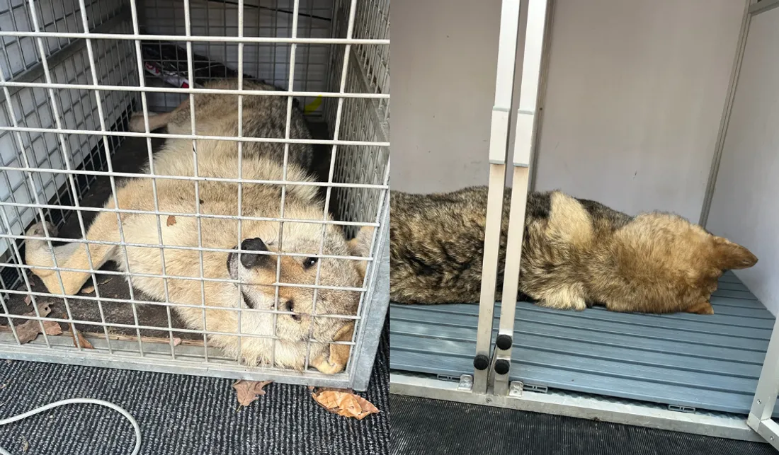 Ménilles : les deux derniers chiens errants capturés par les pompiers 