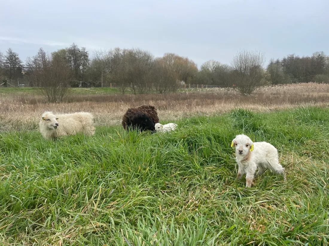 Eco pâturage Connerre
