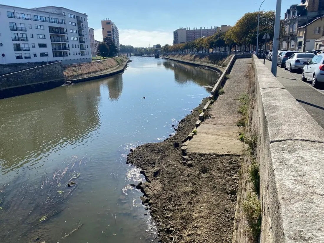Les écourues, en centre-ville du Mans