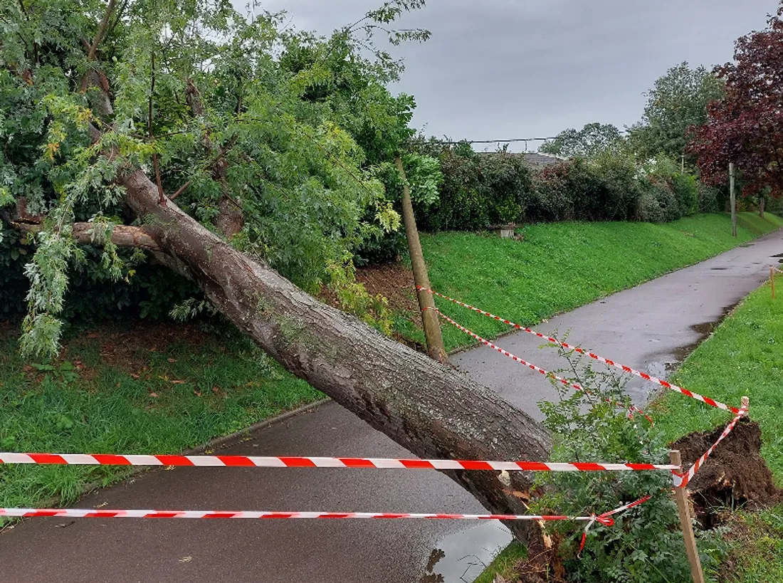 Un érable était déjà tombé le long de la D309