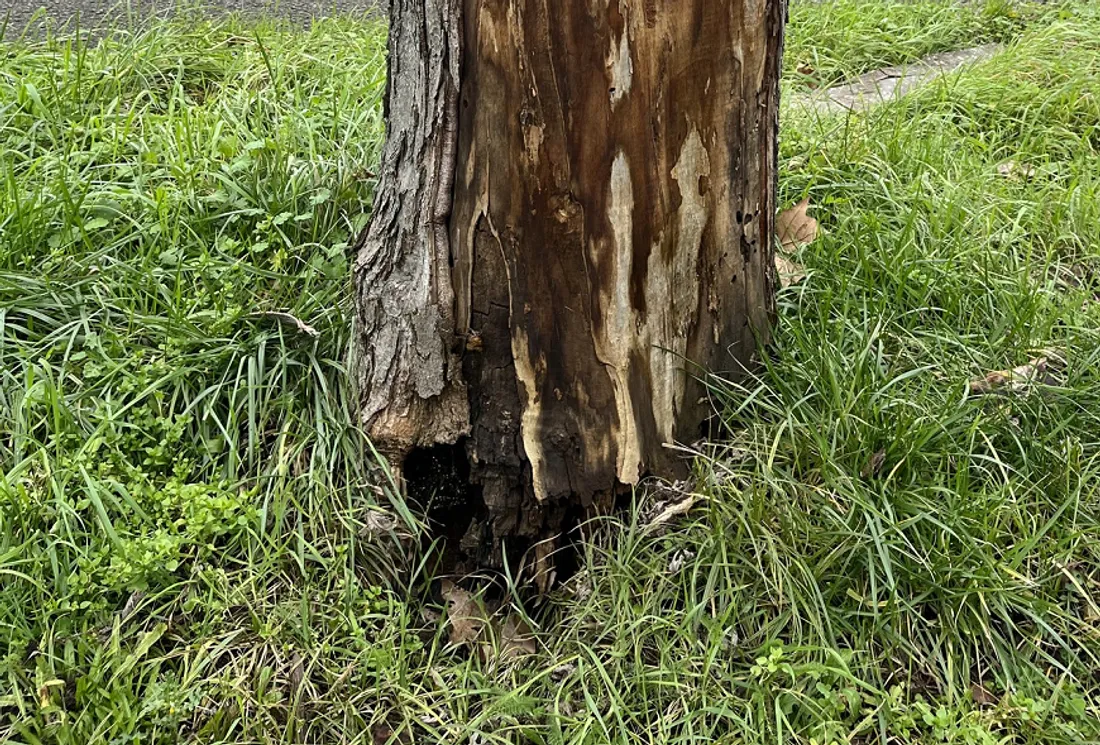 Erable fatigué le long de la D309