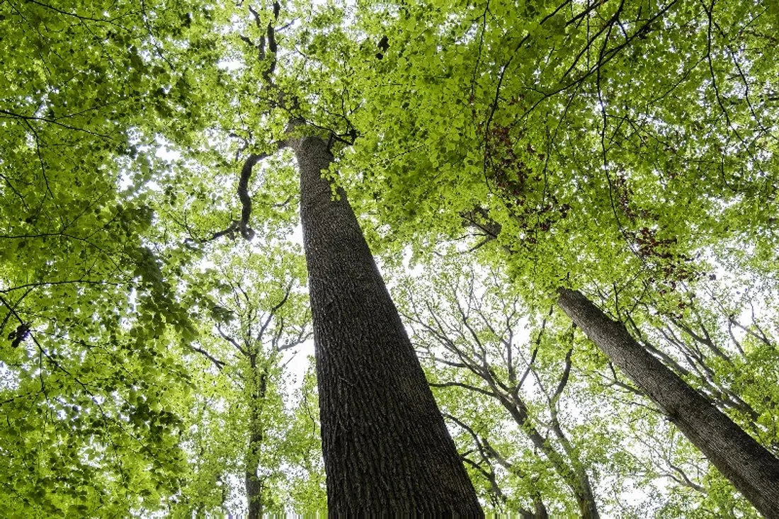 A Blois, les chênes de la forêt domaniale