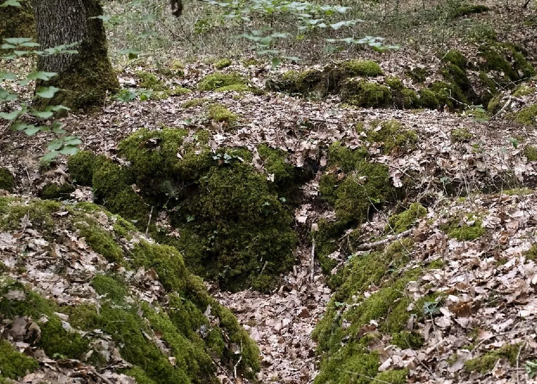 Vestige de tranchée, en forêt de Blois