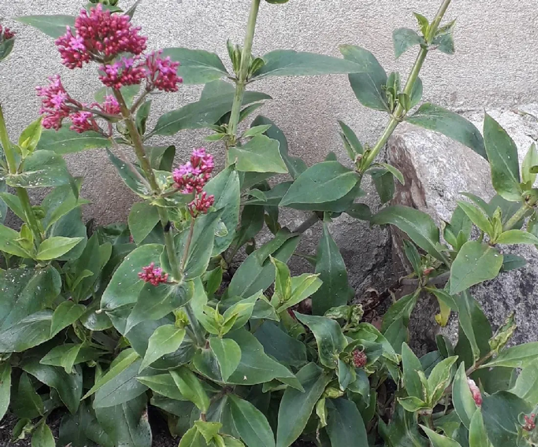 Herbes folles à Falaise