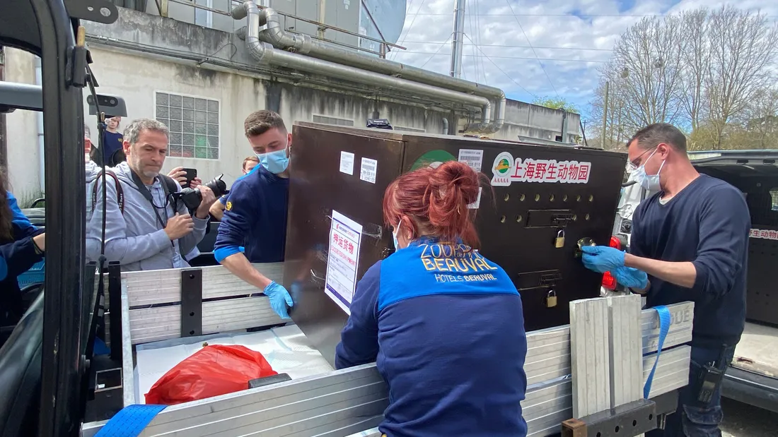 Chargement singes dorés