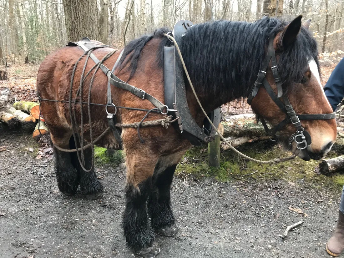 Débardage Darnétal