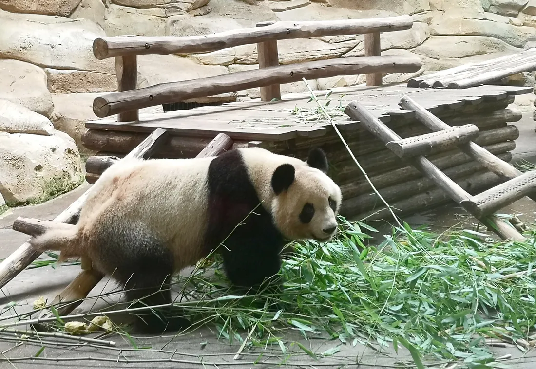 A Beauval, deux pandas s'apprêtent à partir, et un autre pourrait arriver...