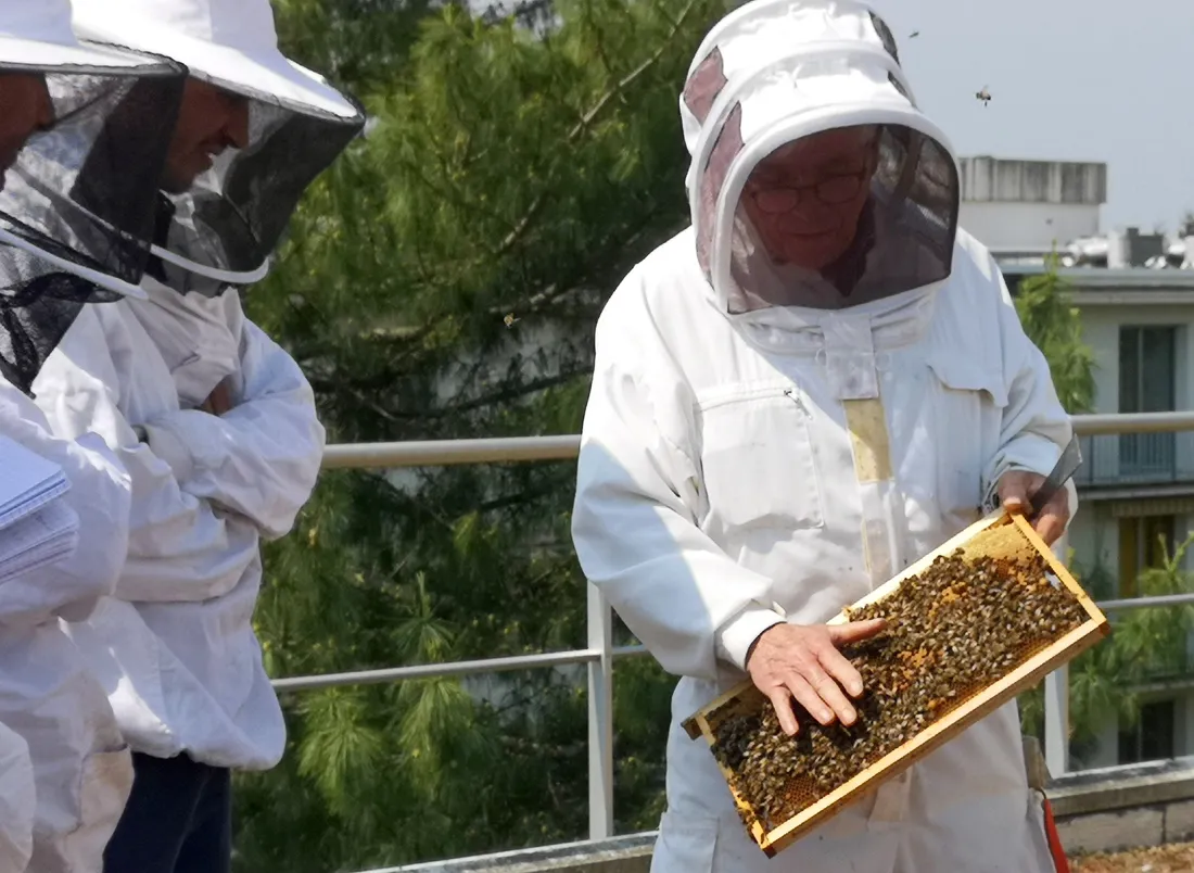 Plus de dérogations pour l'utilisation des néonicotinoïdes dans les cultures !