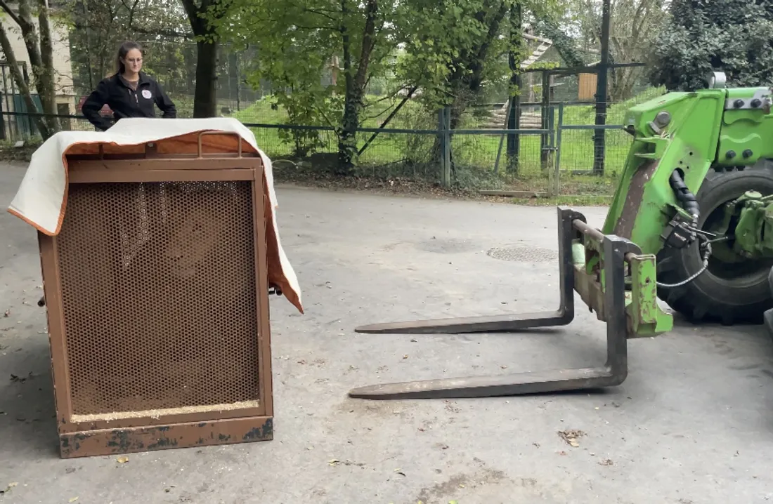 Lina, la lionne, dans sa cage