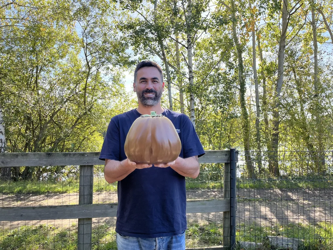 Mehdi Daho bat des records avec ses légumes géants.