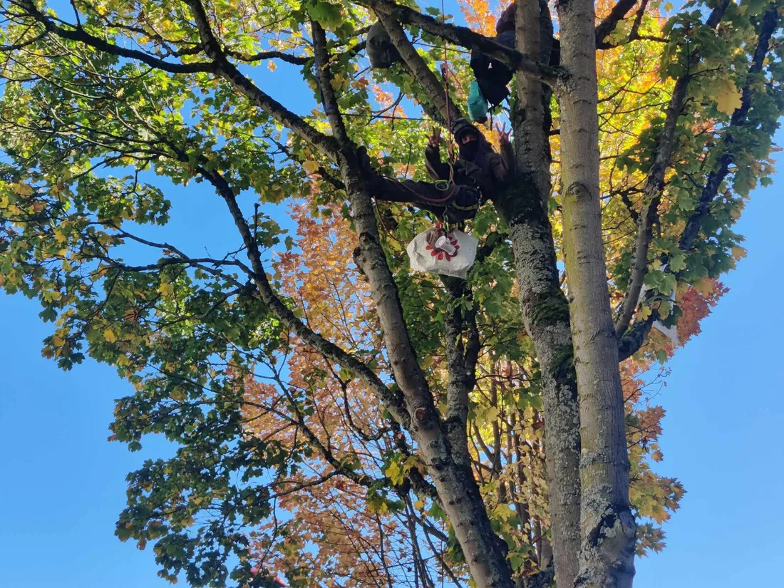 Le Mans : il se suspend à un arbre menacé d’être abattu