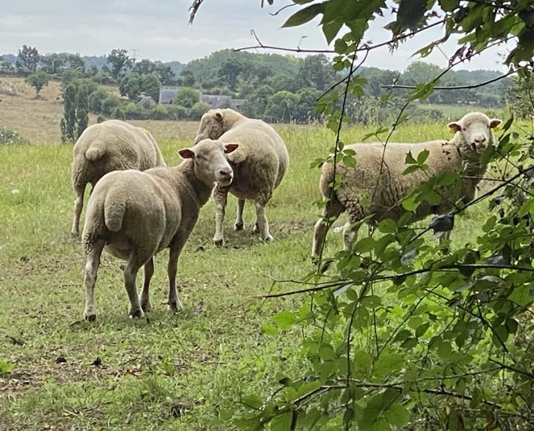 Des moutons. Si, si.