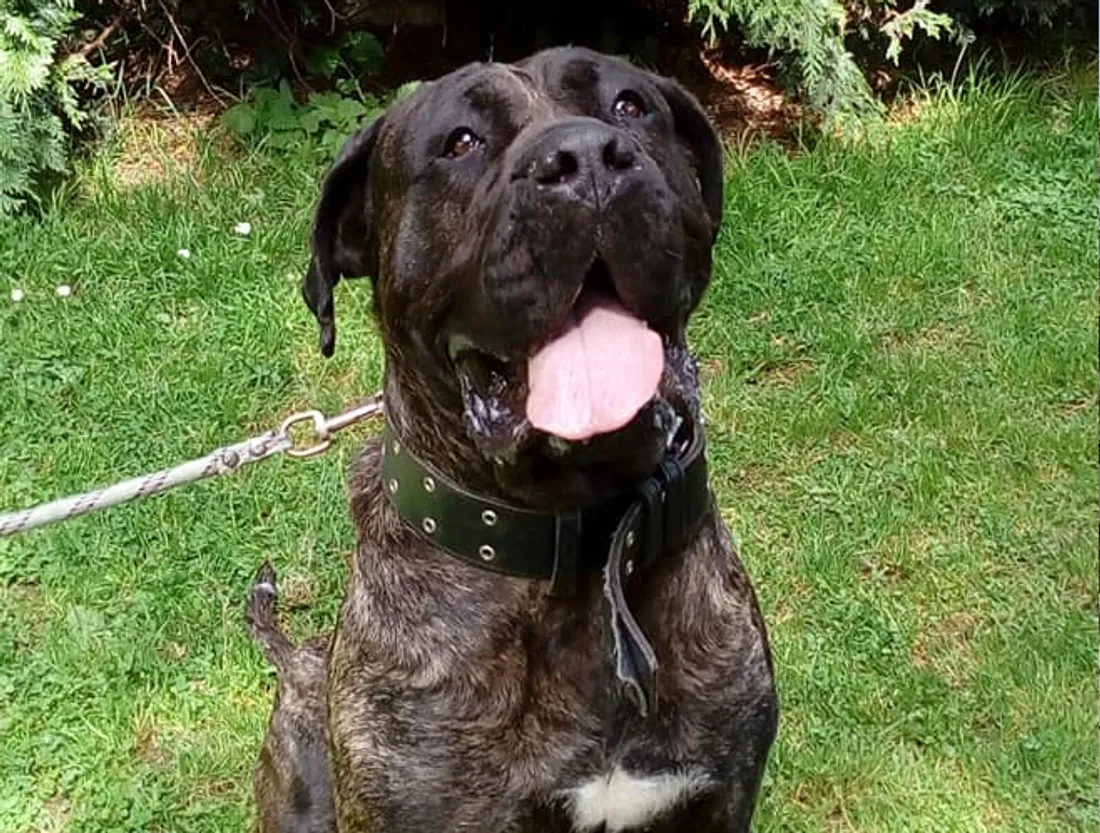 La chienne Mya, victime de violences sexuelles