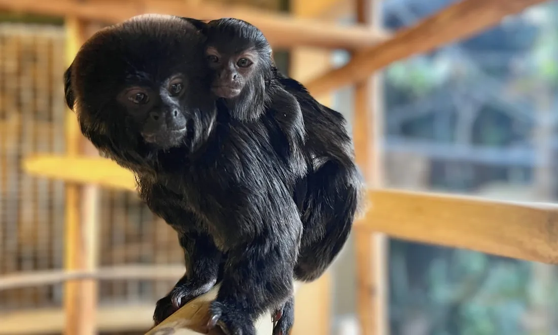 Trois naissances ont eu lieu ces dernières semaines au zoo de La Flèche.