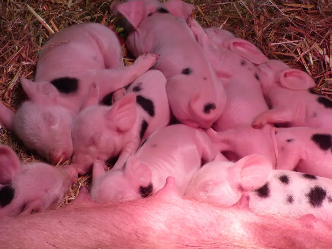 Une dizaine de porcelets est née le weekend dernier à l'Arche de la nature.
