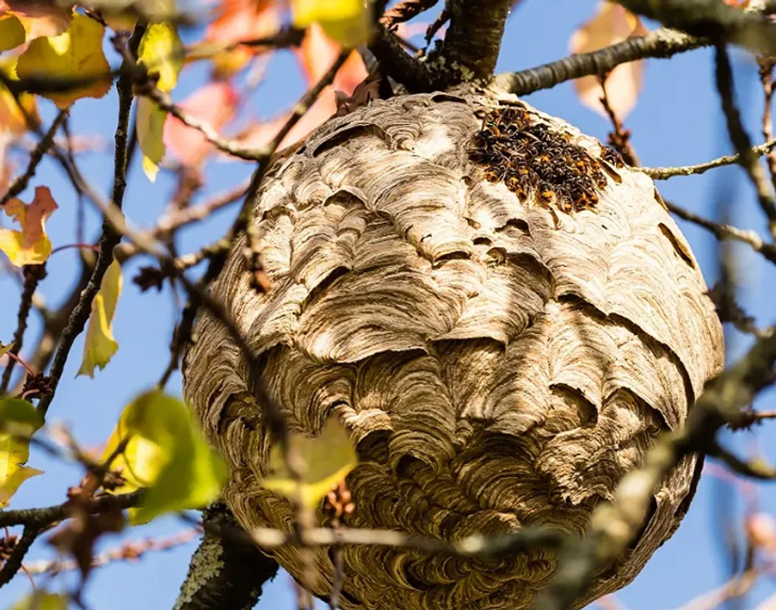 Nid de frelon asiatique