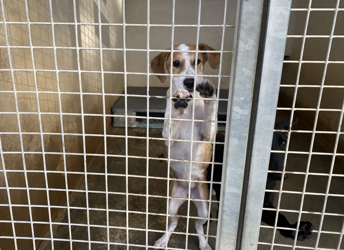 SPA Verson Noël des animaux