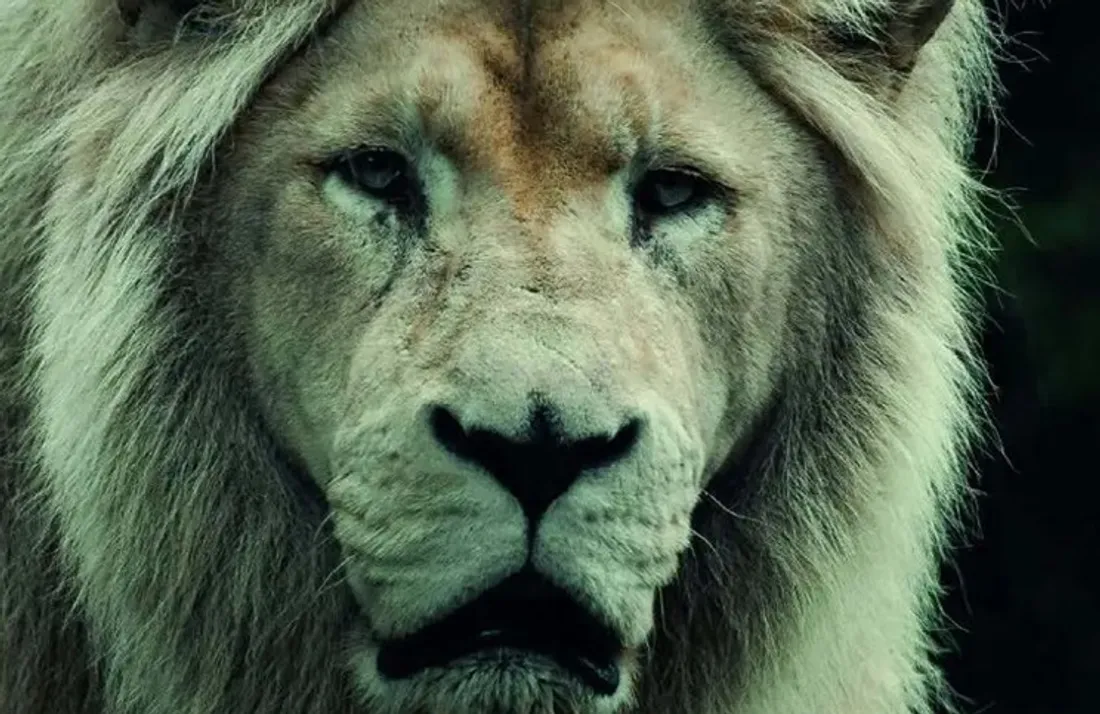 Ours