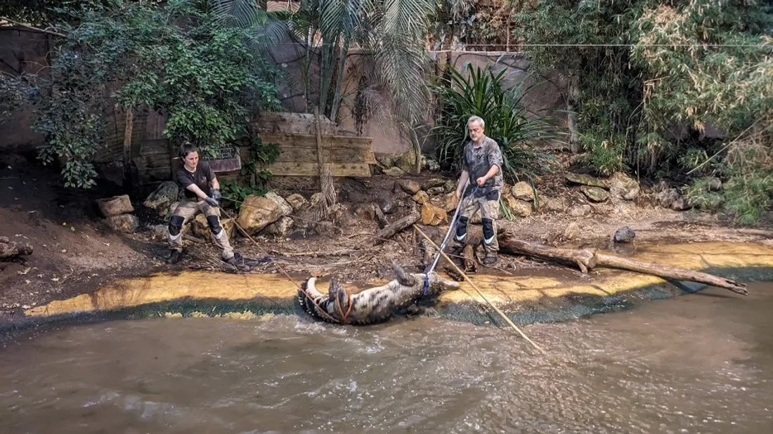 [PHOTOS ET VIDEOS] Une opération exceptionnelle à Biotropica