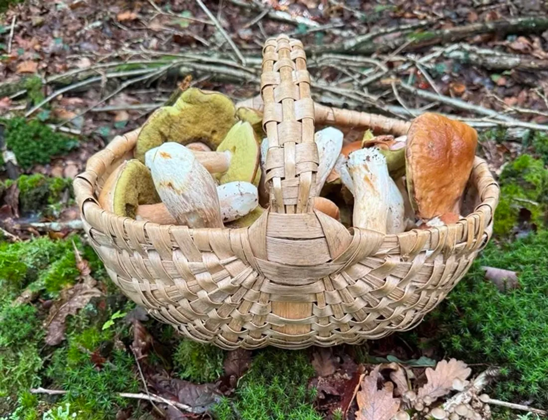 Dans le panier, on voit plein de champignons