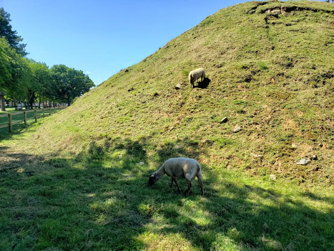 Des animaux présents à Bayeux Aventure