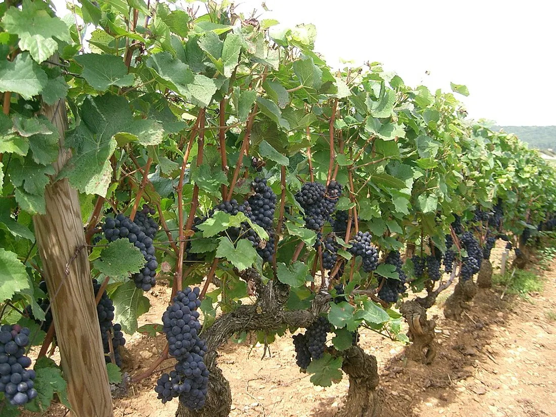 Pinot Noir