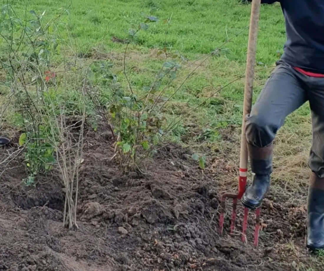 Plantation de haie