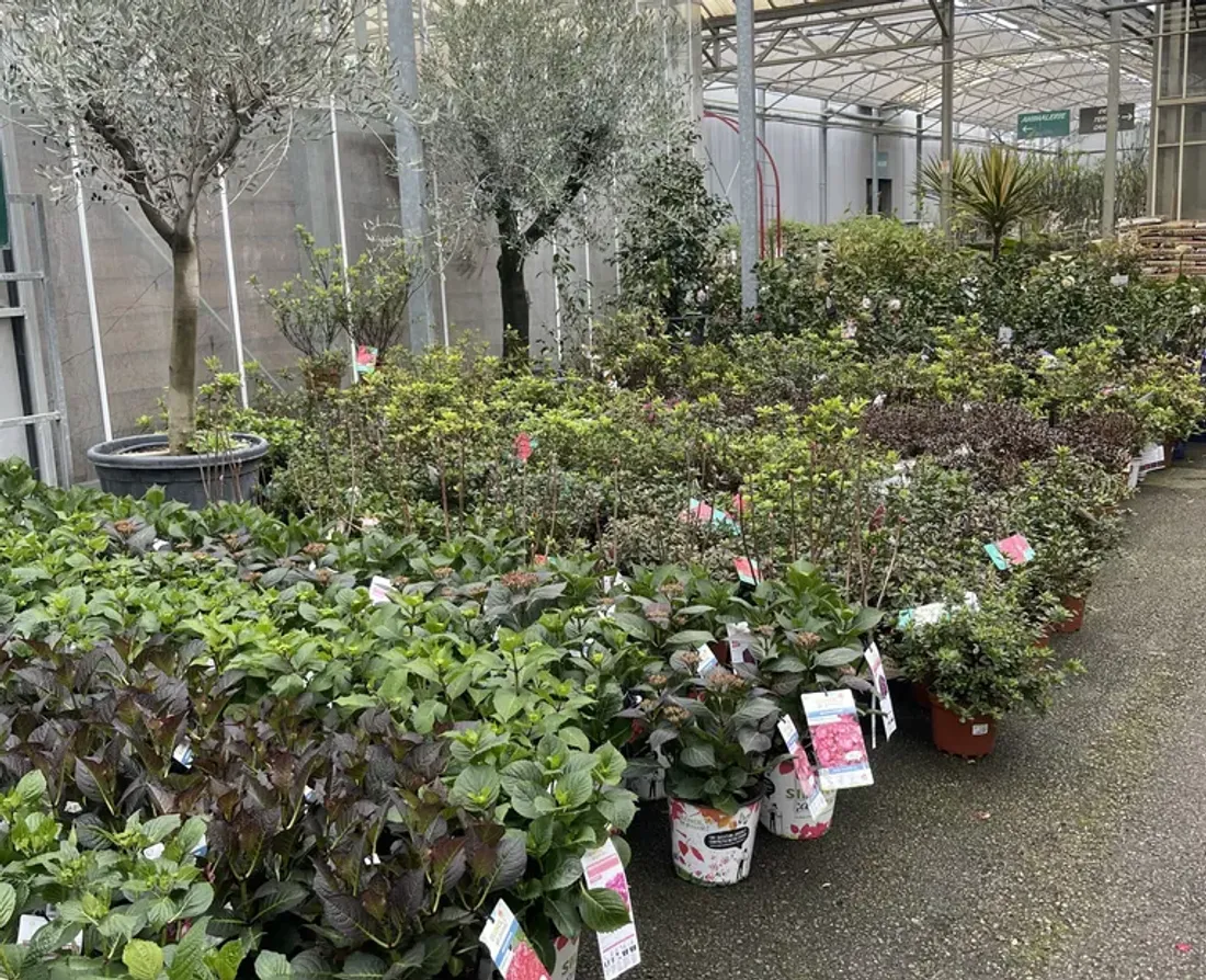 Nos jardins face à la sécheresse