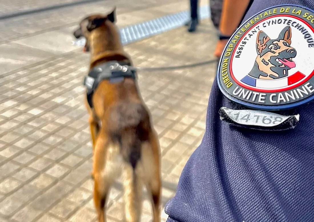 Police et chien renifleur