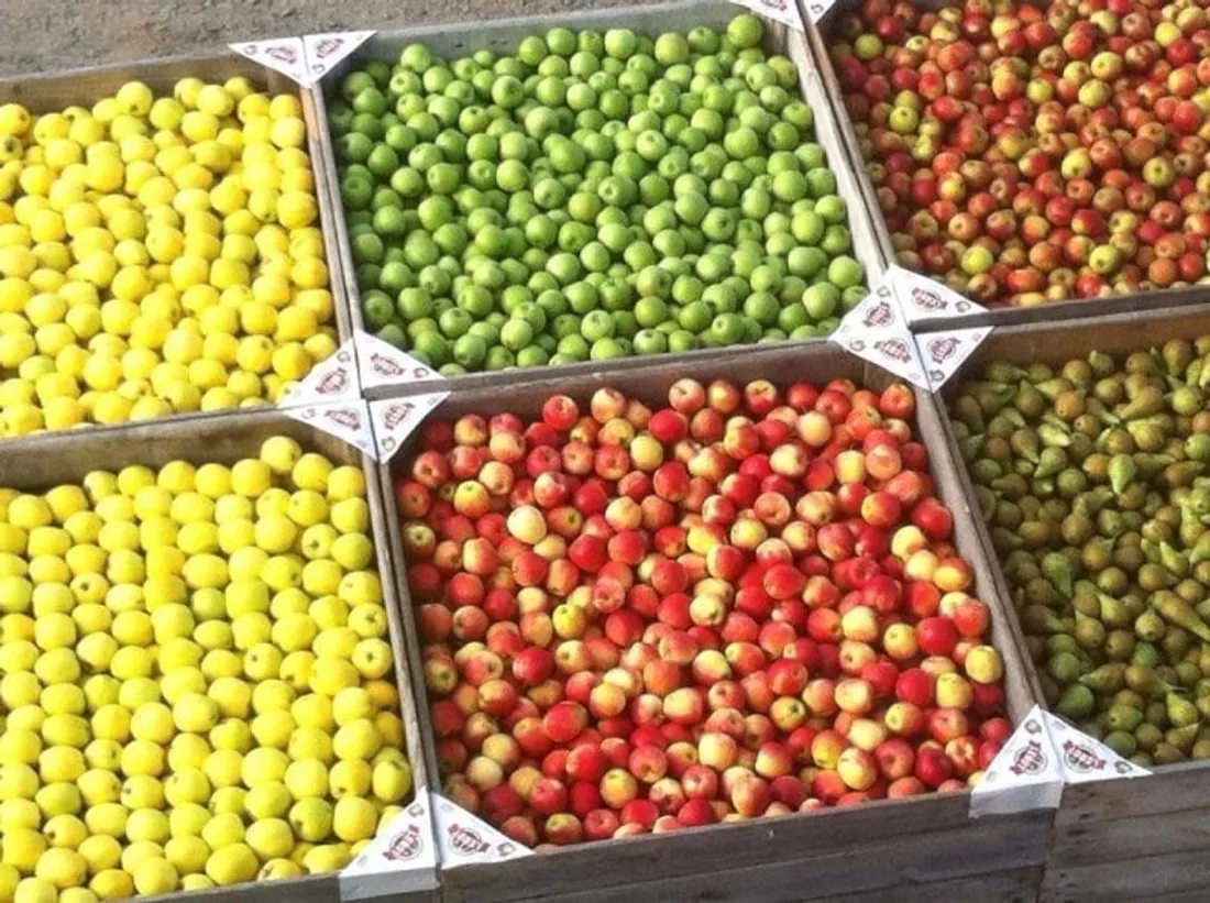 Pommes cueillies dans les vergers de la Maison Leroy