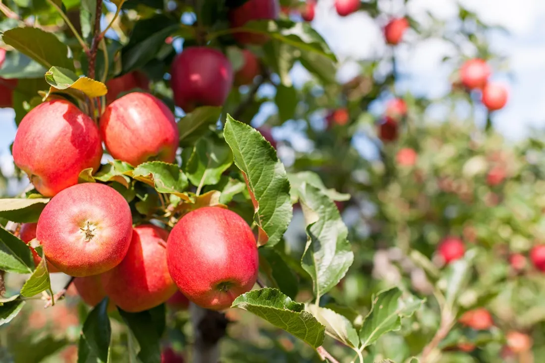 Elles sont belles mes pommes