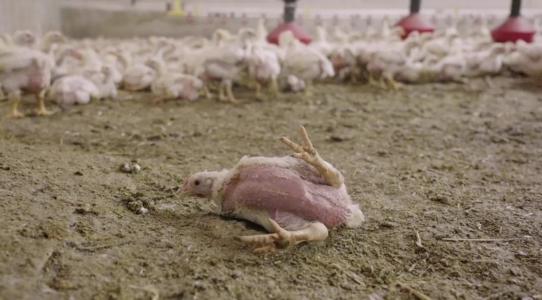 L214 dénonce les pratiques d'élevage intensif de poulets du groupe LDC.