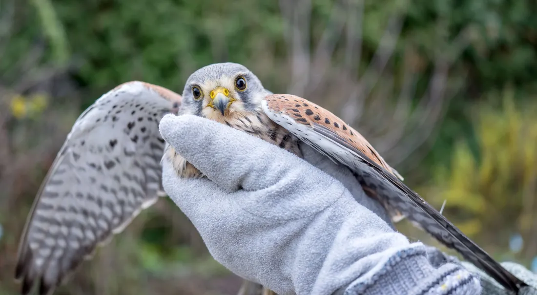 La Ligue pour la Protection des Oiseaux recherche des bénévoles rapatrieurs.