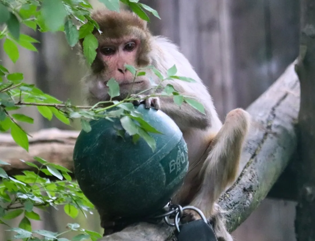 Singe