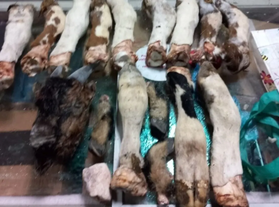 A Bonnétable, découverte peu ragoûtante